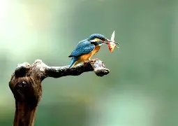 体操夜战：海滨飞鹰队读秒扳平瓯越犀牛队，主帅临场妙招禁区内连续解围的简单介绍